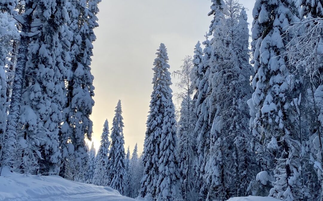 Loppet 101: XC Ski Trail Etiquette